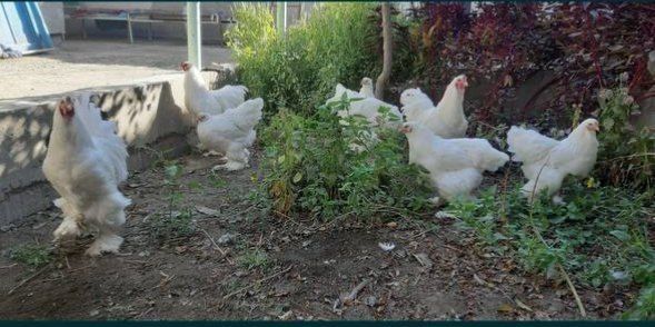 Oq brama tuxumlari sotiladi