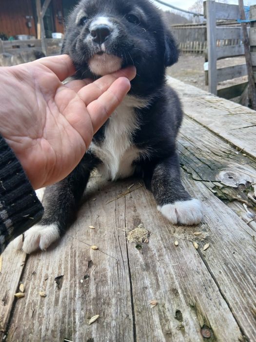 Подарявам кучета