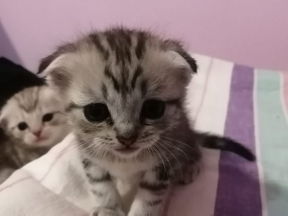 Продам шикарных шотландских котят