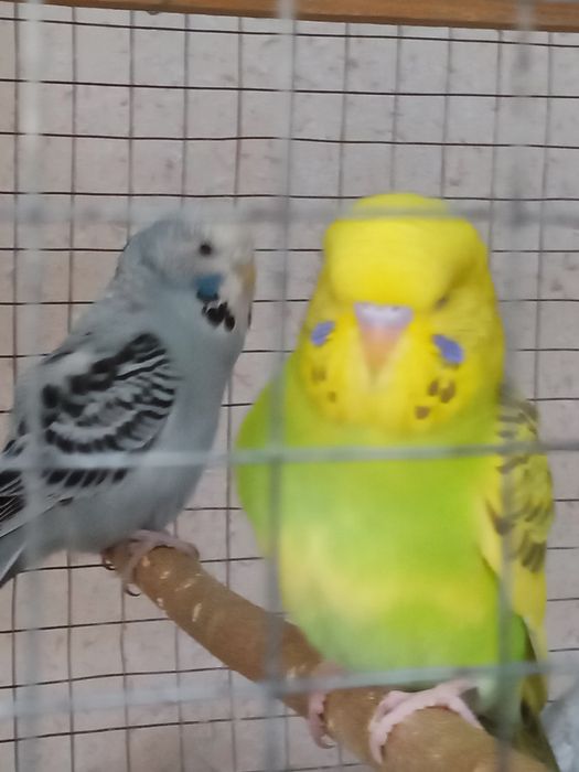 Spingel, Andufka gibrit, Chex, Nemis, Volnistiy juvona papugaylar .