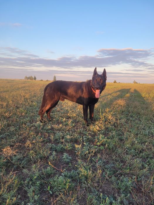 Вязка, кобель ВЕО