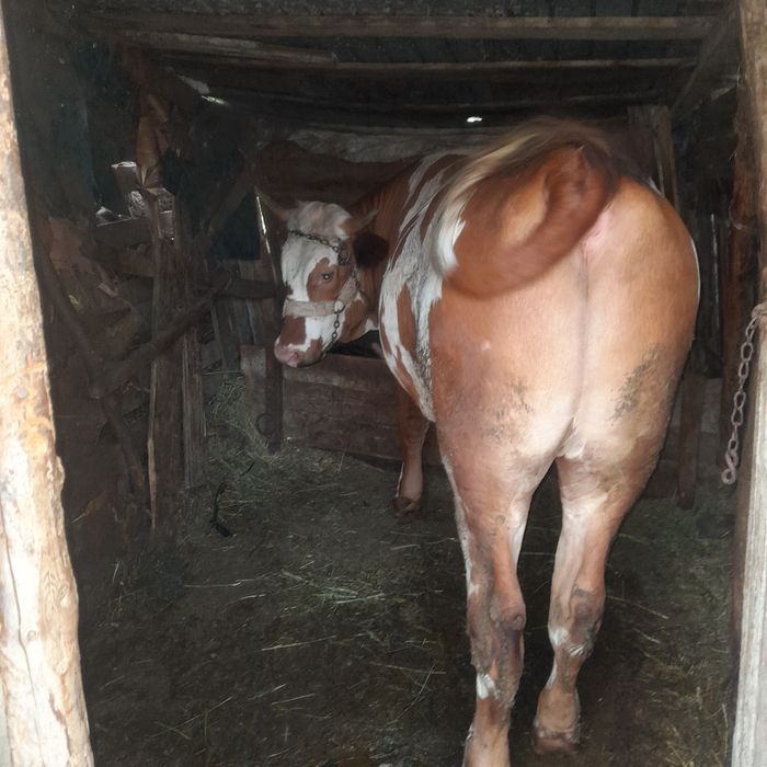 Vand doi tauri unul de un an si 8 luni si unul de doua luni