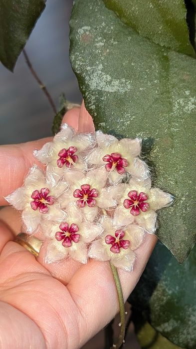 Hoya/Хоя (различни видове)