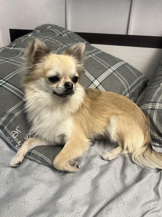 Кобель чихуа-хуа. Для вязки