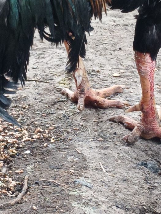 Бойцовский порода