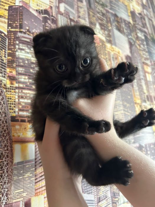 Продаются котята, шотландцы.