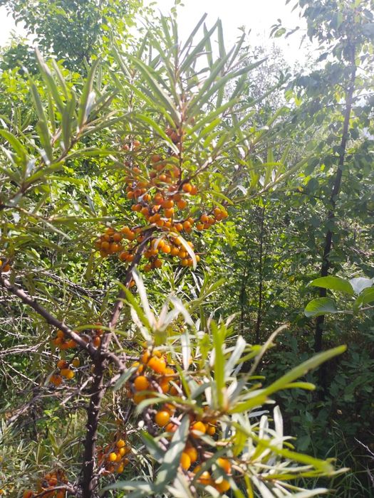 Дача 8(12) соток "Горизонт"