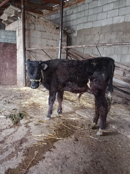 Бузаулар сатылады