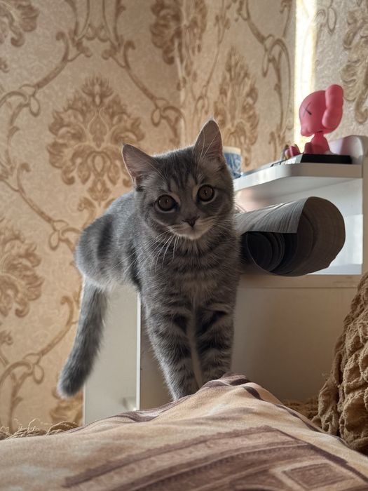 Отдам кошечку.