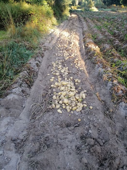 Картофи Семе Сорт Сорая