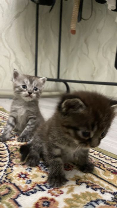 Продаются котята мальчики пишите в ватсап