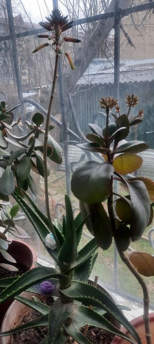 Продам комнатные растения