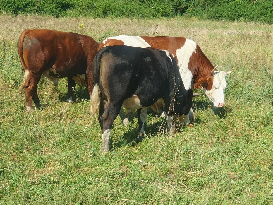 Vitei de rasa Simmental, Baltata Romaneasca si Belgieni de vanzare