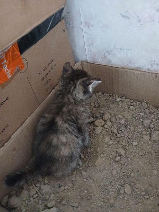 Катёнок 4 шт два мальчик 2 девочка