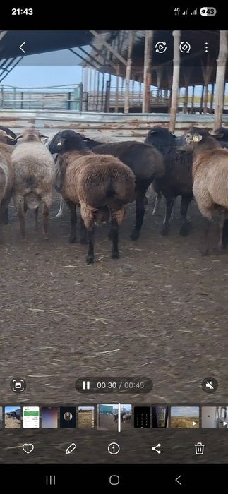 Продам баран производителей.