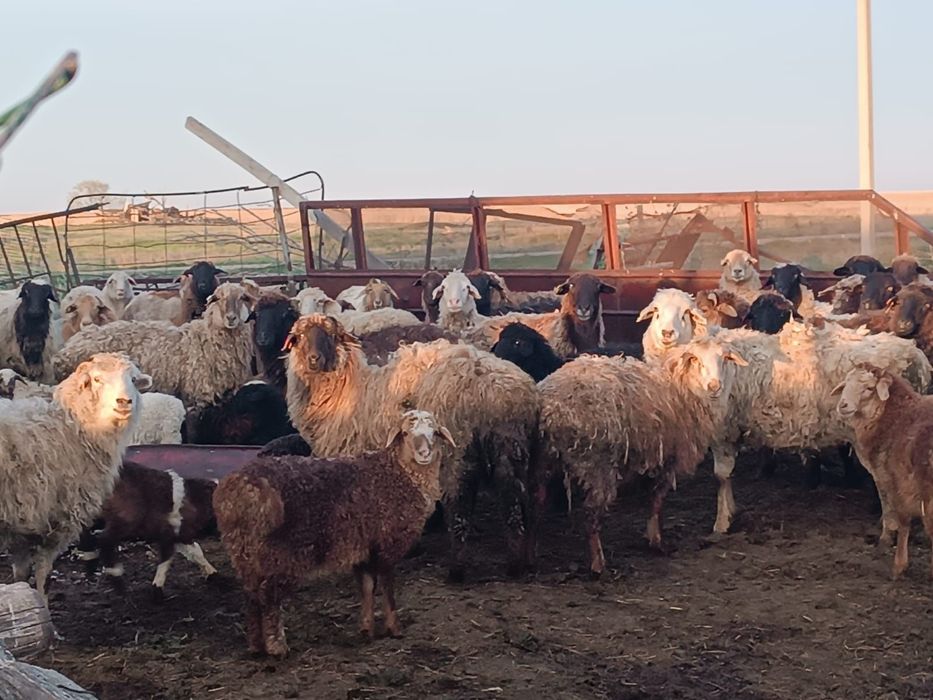 Продам баранов оптом