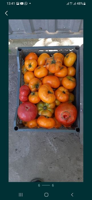 Продам помидоры свежие