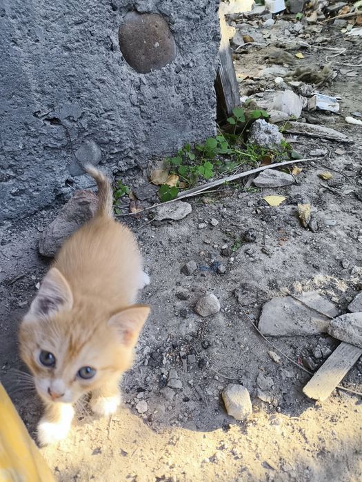 Отдам котенка (мальчик)