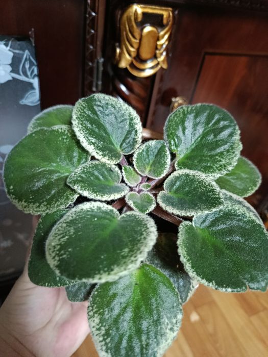 Фиалки сортовые Каскелен