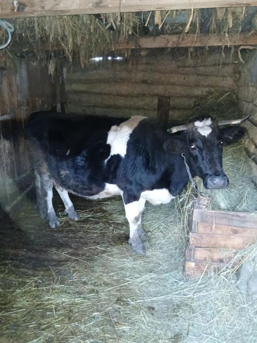 Vaca de vînzare  preț 7000 mi negociabil