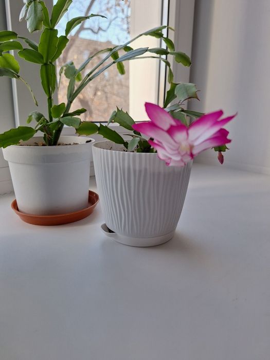 Декабрист (шлюмбергера)