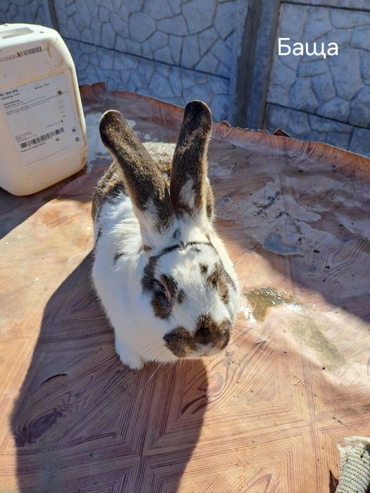 Зайци за разплод