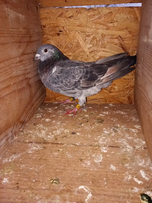 Porumbiță azi maraton