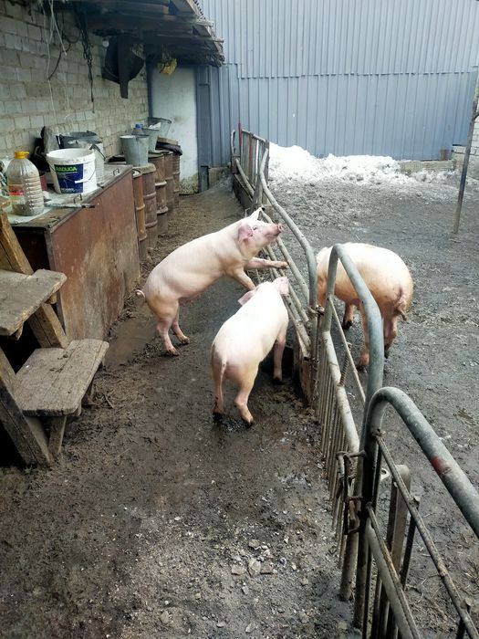 Продам поросят 3.5мес