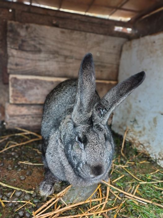 Vând iepure uriaș german