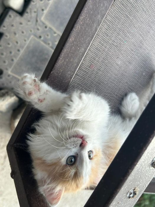 Котенок в хорошие руки.
