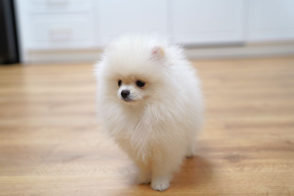 Развъдник Померан FCI - Мъжки померан с родословие - възможен е трансп