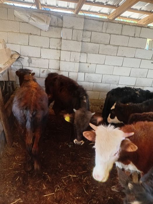 15 бас бызау круг