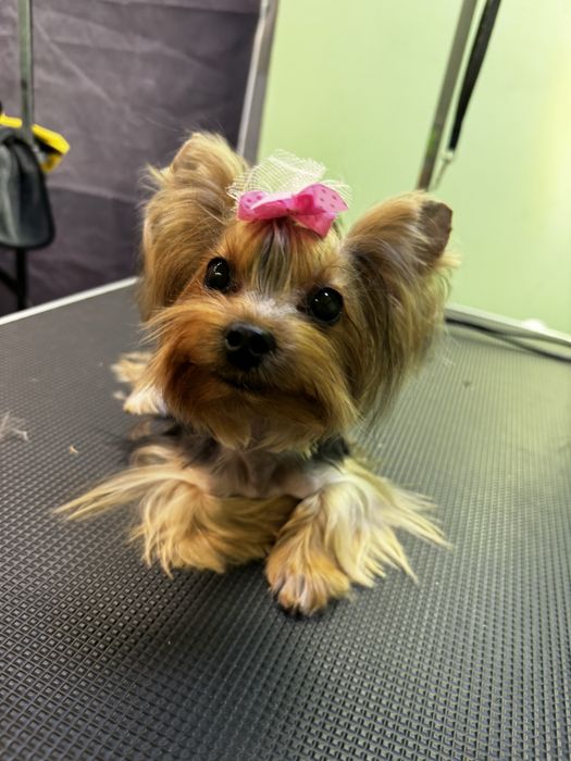 Бережный груминг для кошек и собак