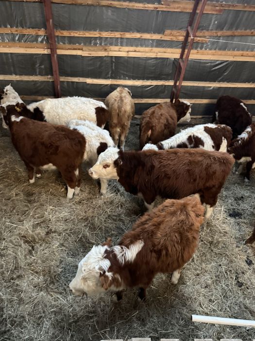 Телята, подсосные 350 тыс