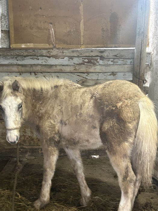 Жабагы сатылады..