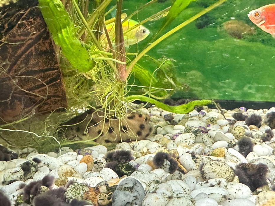 Продам аквариум с рыбками!!!