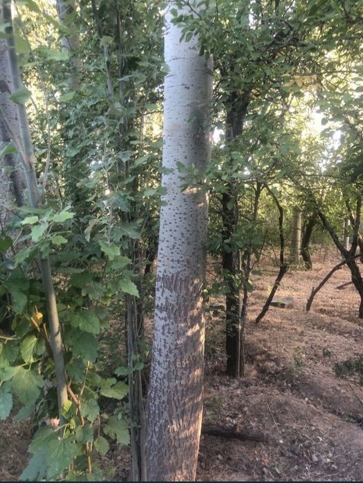 Terklar bor 1000 dona qirib olasiz