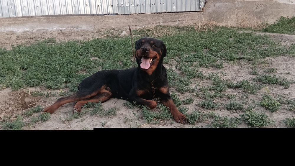 Ротвейлер пародали ит