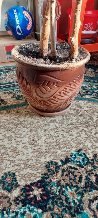 Комнатное растение Фикус Бенджамина