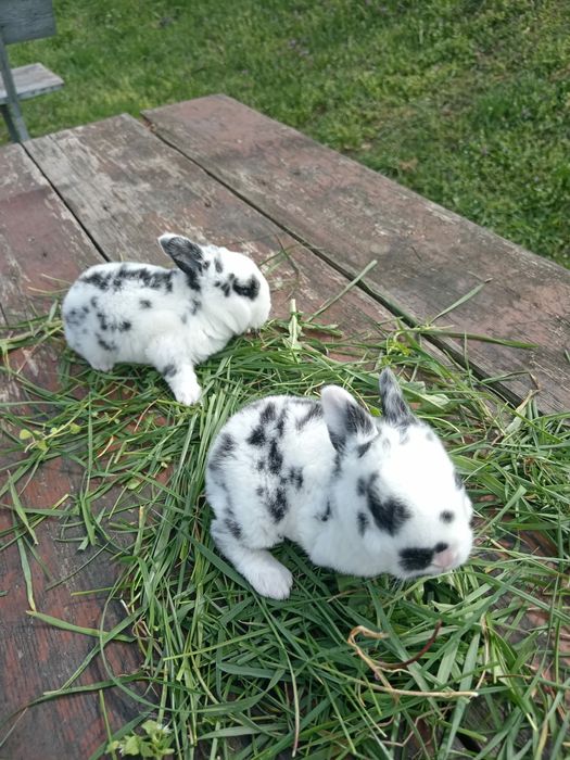 Iepuri maturi si pui deparazitati si vaccinati