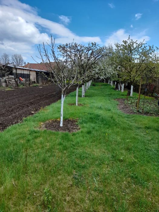 Vand casa cu grădina și livada in Vintu de Jos Alba