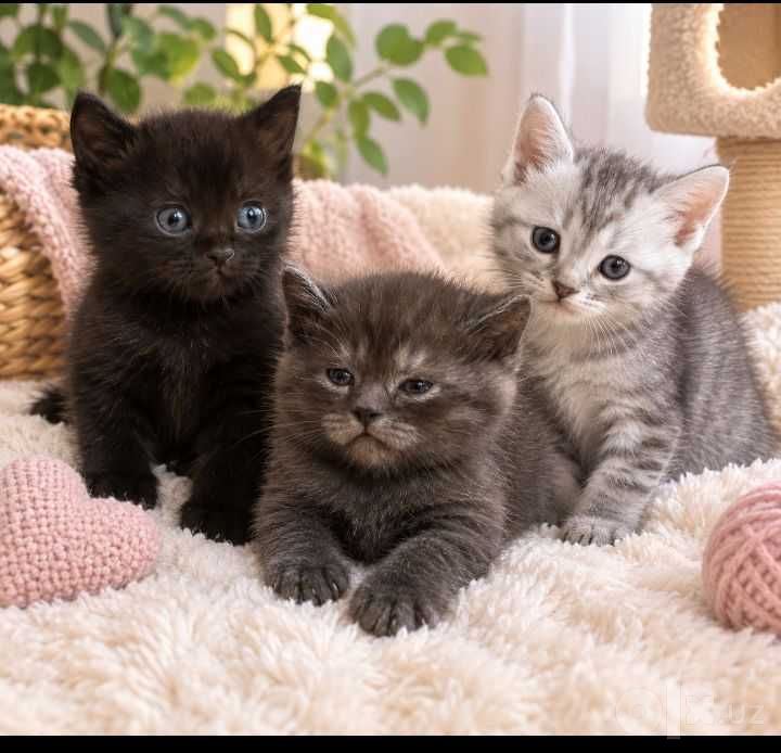 Очаровательные котята