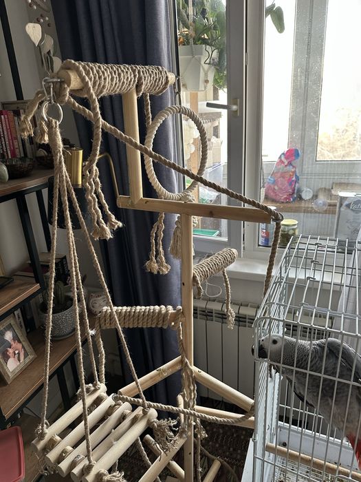 Молодой Жако продажа