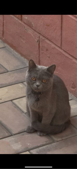 Британская кошка