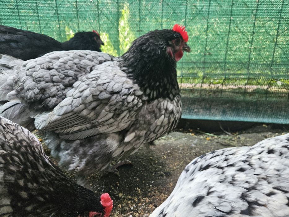 Gaini ouatoare tinere Australorp și pitice
