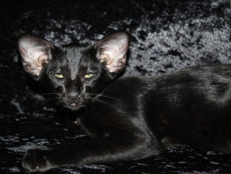 VIP. Ориентальные котята! Luxorio Katano