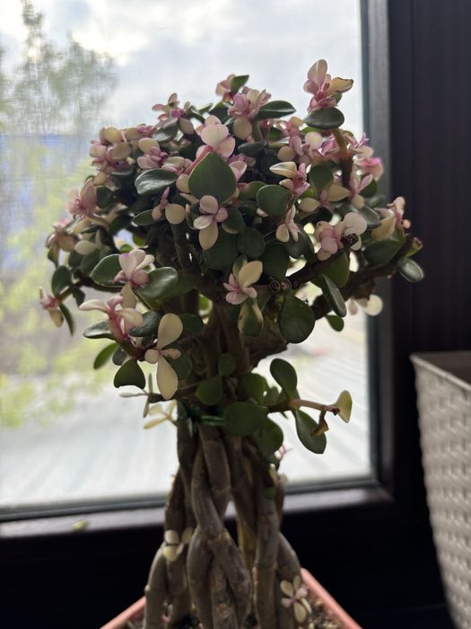 Денежный дерево в наличии есть