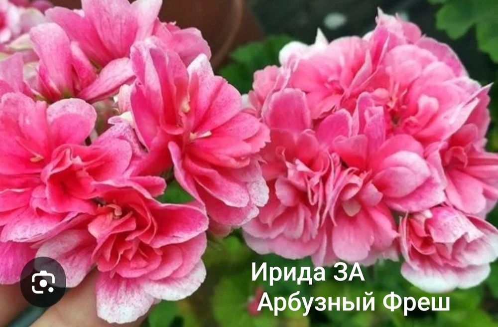 Пеларгонии сортовые
