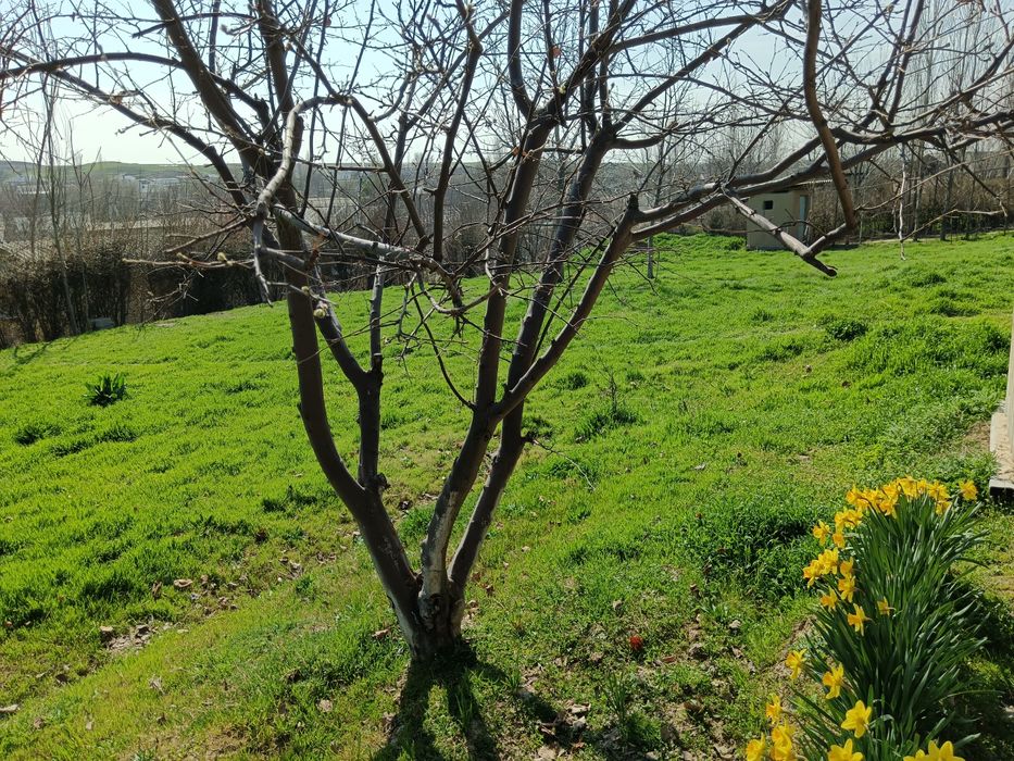 Yer sotiladi 6 sotix