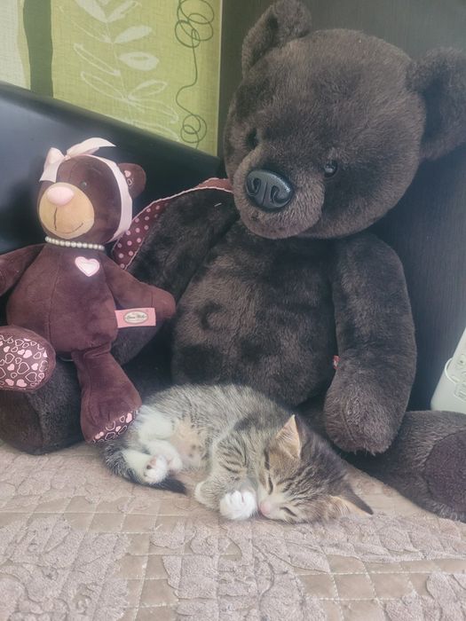 Кошечка ищет дом